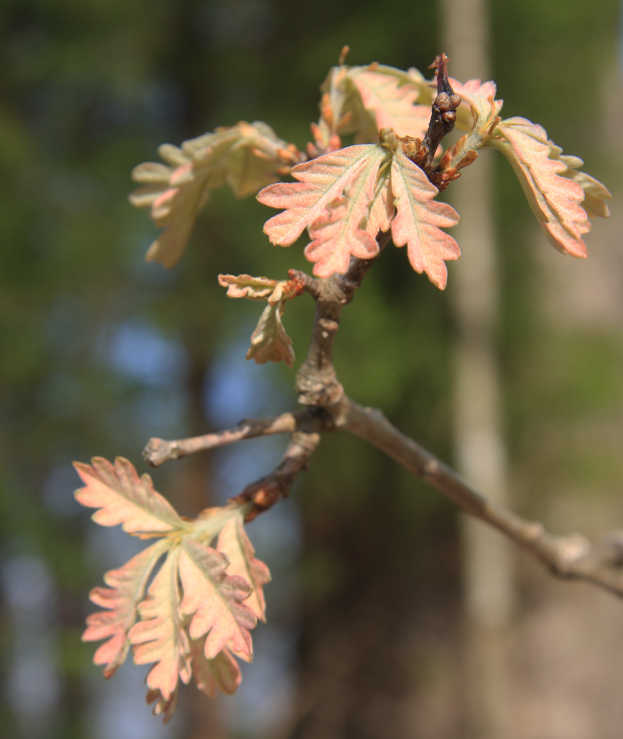 Fresh leaves on a young oak tree